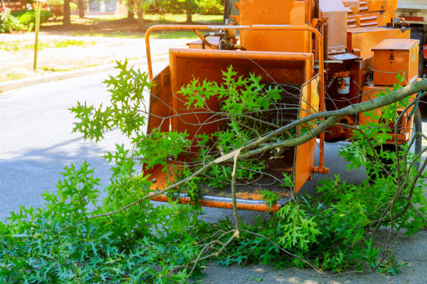 Best Local Tree Services  in Mount Jackson, VA